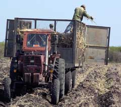 Camagüey trabaja por garantizar preparación de tierra para siembra de caña