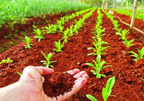 Funcionaria de la FAO reconoce experiencia de Cuba en manejo sostenible de suelos