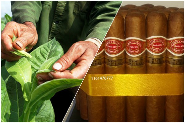 Sesiona en Cuba foro internacional sobre el tabaco