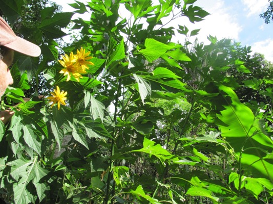 Tierra libres de marabú, garantizan el desarrollo ganadero en Camagüey.