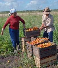 Alentadores resultados en agro suburbano de Camagüey 