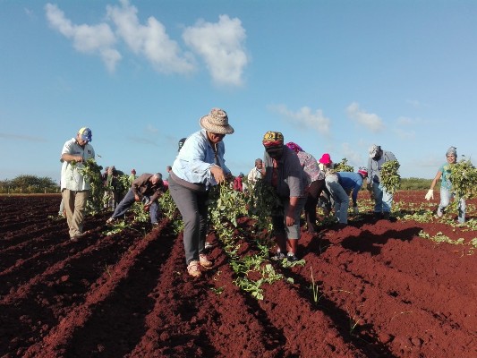 Protagonizan mujeres camagüeyanas trabajo voluntario en tareas de producción de alimentos