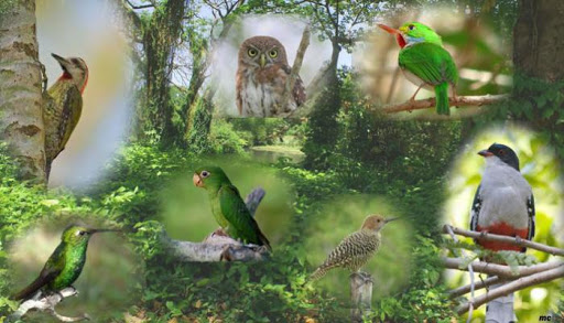 Aprueban en Cuba Plan Gubernamental para la protección de la vida silvestre