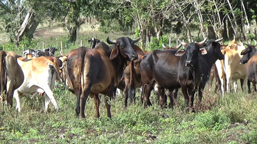 Contribuye la ACPA en Camagüey al desarrollo de la ganadería