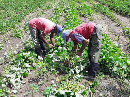 Respalda la ACTAF capacitación y producción de alimentos ante la Covid-19