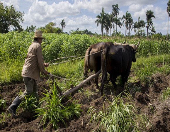 Continúa en Camagüey la entrega de tierras en usufructo gratuito