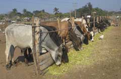 Sobrecumplen producción lechera en municipio de Camagüey