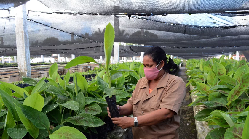 Biofábrica de vitroplantas en Camagüey, entre agricultura y ciencia (+ Fotos)
