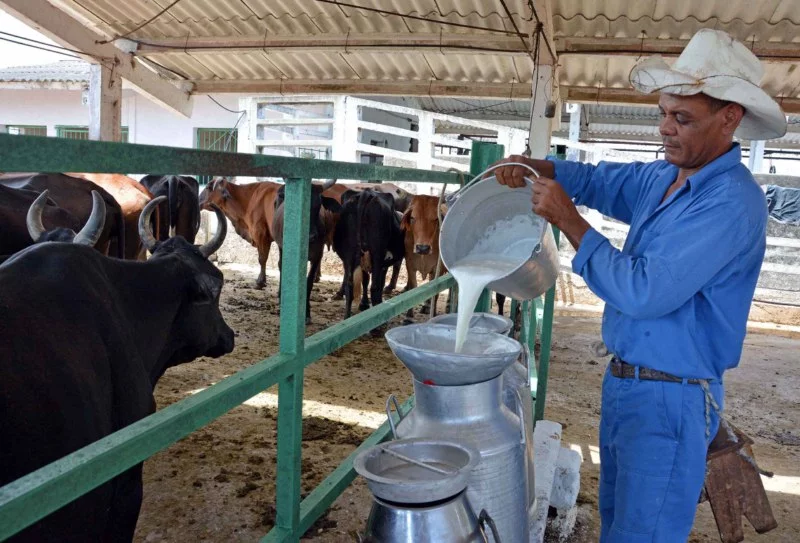 Cooperativa José Antonio Echeverría, de Camagüey, logra el millón de litros de leche