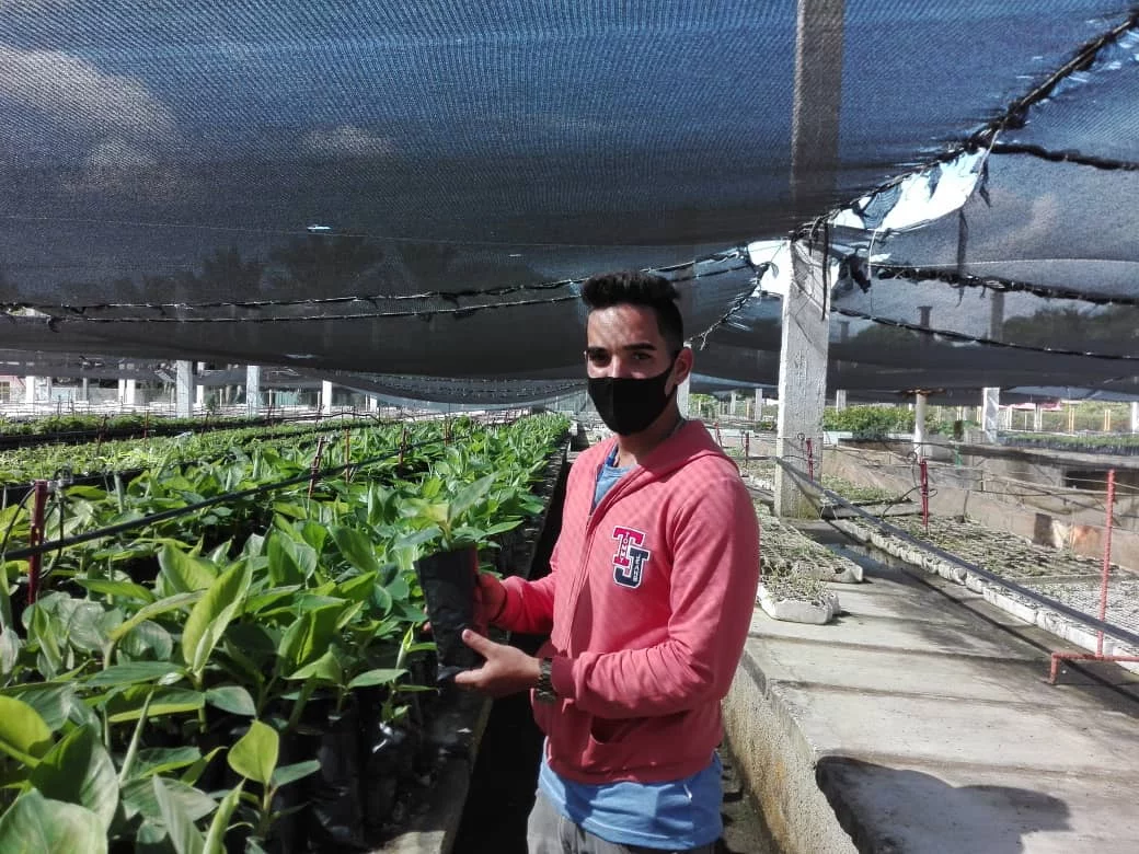 Biofábrica de vitroplantas en Camagüey fomenta la venta de posturas