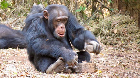 Ils découvrent que les chimpanzés acquièrent des comportements culturels très similaires à ceux des humains