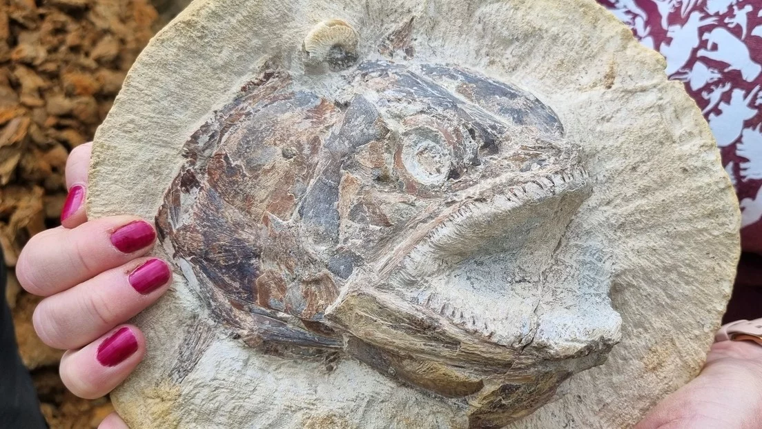 Découverte un fossile tridimensionnel d’un poisson jurassique (+ Photos)
