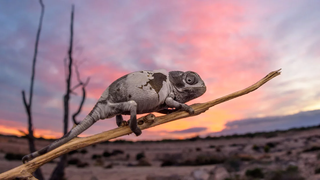 Découvrent que le réchauffement climatique provoque la naissance des lézards âgés