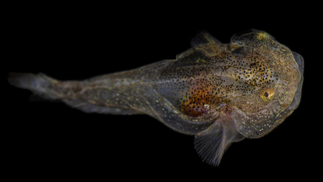 Découvrent qu’un poisson avec des protéines antigel peut survivre dans l’eau glacée