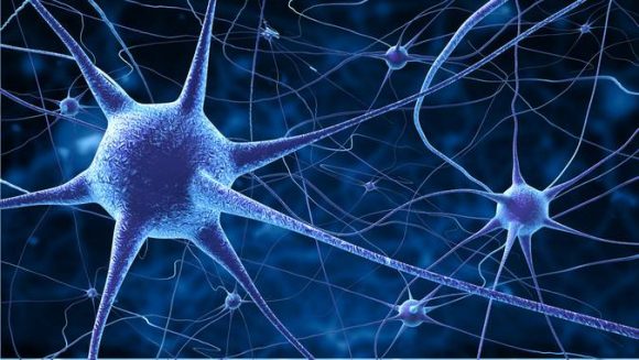 Scientists grow brain cells in vitro capable of learning to play video games