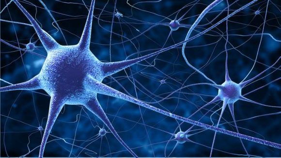 Científicos cultivan células cerebrales in vitro capaces de aprender a jugar videojuegos