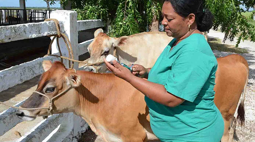 Desafíos de la sanidad animal ante el bloqueo económico de Estados Unidos a Cuba