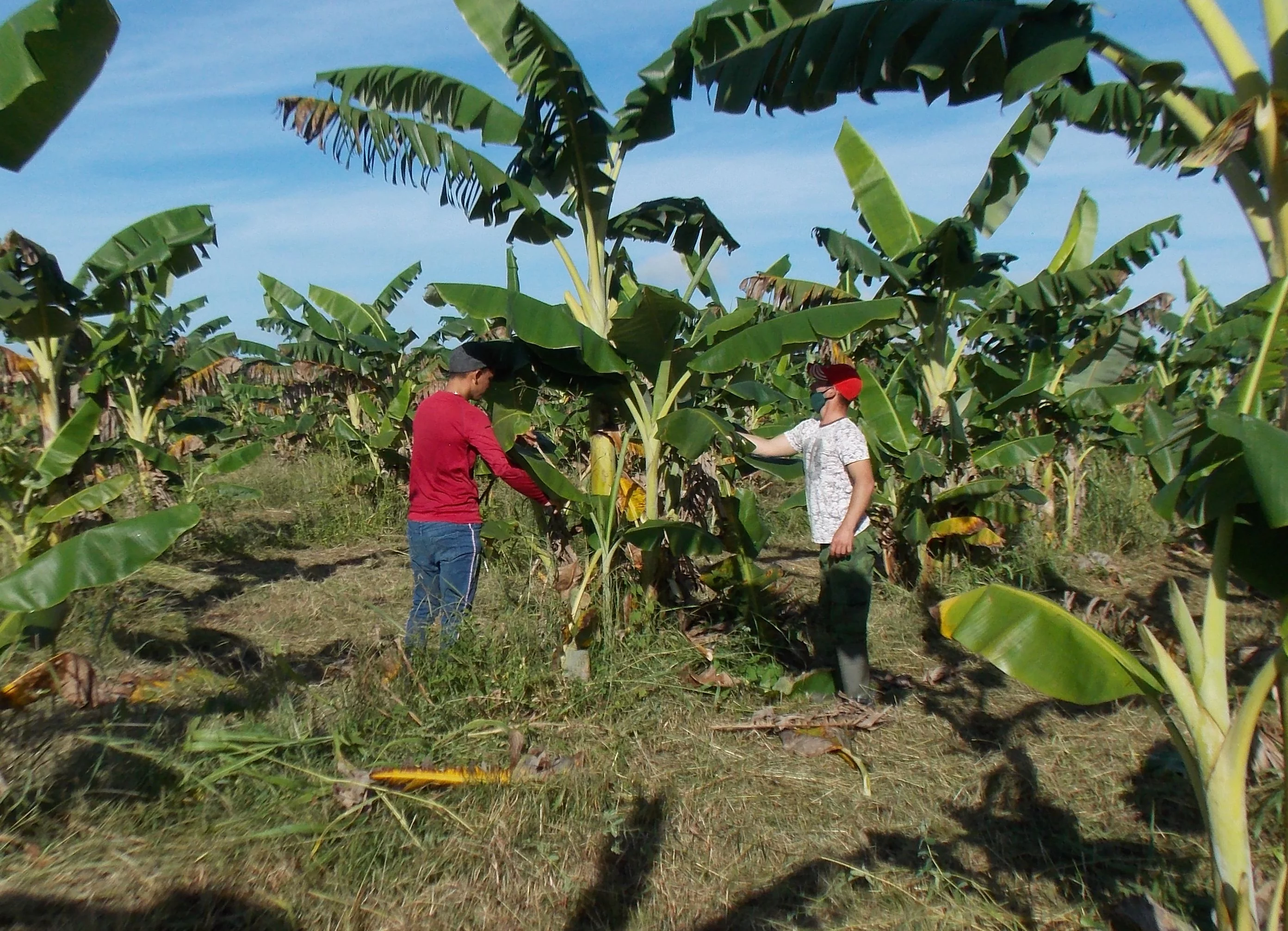 Recuerdan en Najasa, Camagüey, aniversario 62 del primer trabajo voluntario convocado por el Che (+ Foto)