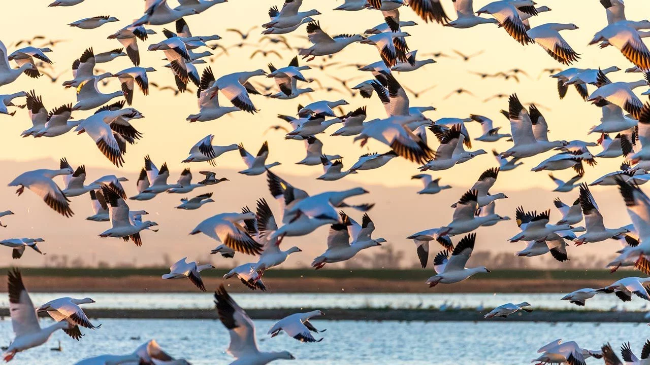 Les oiseaux migrateurs diminuent en raison de la destruction de l’habitat