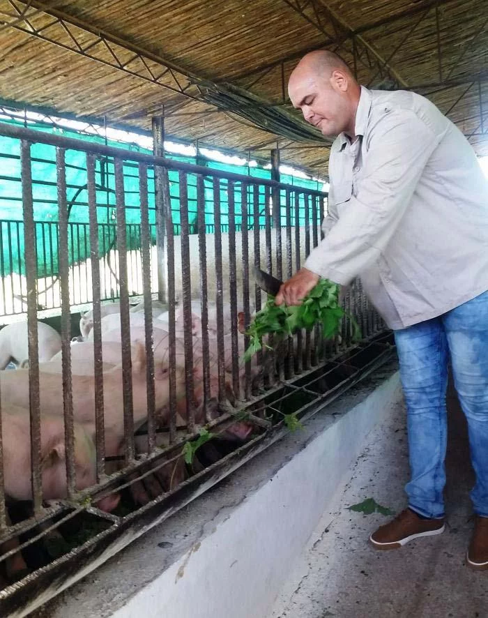 Empresa Porcina camagüeyana busca incrementar producción de alimento animal (+ Fotos)