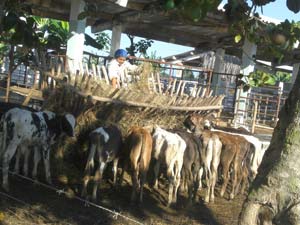 La ganadería camagüeyana, ejemplo en Cuba