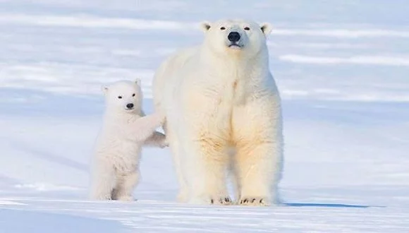 Découverte d’une sous-population unique d’ours polaires du Groenland