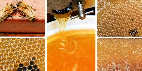 Apicultores camagüeyanos sobrecumplen entrega de miel y buscan acercarse al millar de toneladas