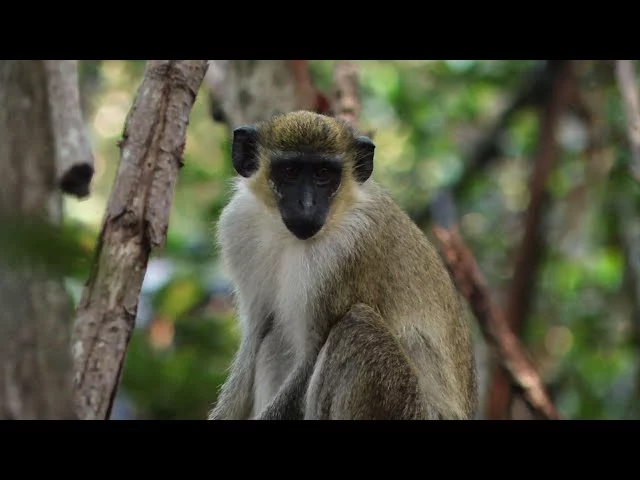 Monkeys Near Florida Airport Becoming Simian Celebrities (+ Video)
