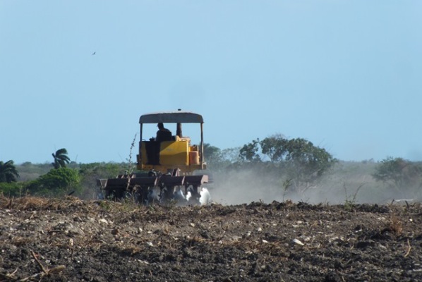 Aprueban Reglamento sobre el funcionamiento de los Polos Productivos Agropecuarios y Forestales en Cuba