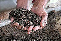 Guáimaro, municipio de Camagüey destacado en la agroecología