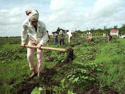 Trabajadores camagüeyanos multiplican esfuerzos para celebrar el Primero de Mayo