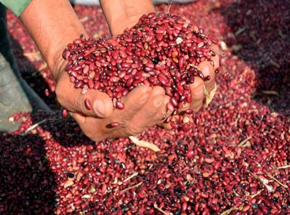 Busca Cuba mecanizar la cosecha de frijoles