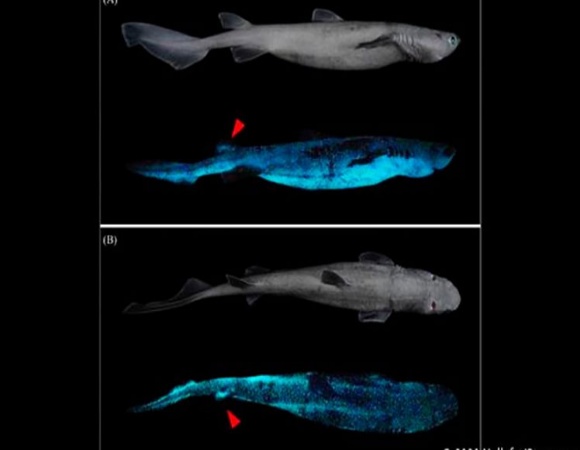 Des scientifiques découvrent le plus grand requin lumineux du monde