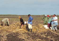 Sector campesino a la vanguardia en la siembra de caña en Camagüey