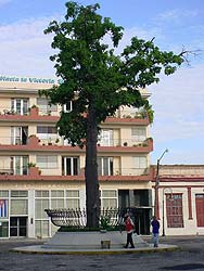 La Ceiba de La Plaza de los Trabajadores en Camagüey preside el corazón de la Ciudad Vieja desde siempre, al decir de los lugareños. (Foto: Leando A. Pérez).
