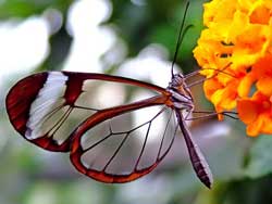 Desde Camagüey, mariposas cargadas de amor para Antonio Guerrero