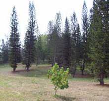 Empeñados forestales de Camagüey en incrementar los bosques de la provincia