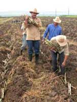 Se prepara Cuba para zafra azucarera 2011-2012