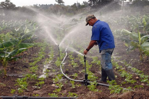 Producción de alimentos: tarea de todos los días para Cecilio (+ Audio) 