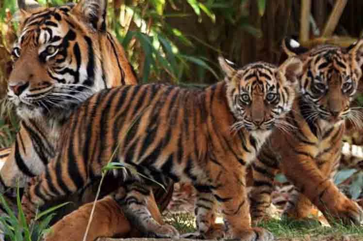 Población de tigres de Nepal aumentó a 355 ejemplares