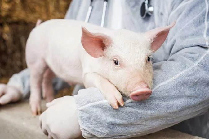 Lancement d’essais de transplantation d’organes de porcs sur des humains