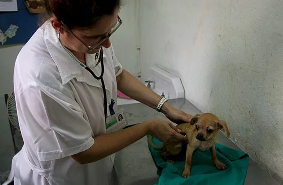 La médecine vétérinaire, garantie du bien-être animal