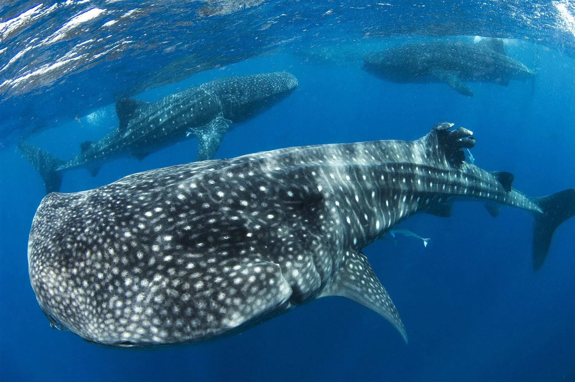 Détaillent le comportement du requin-baleine, le plus grand poisson du monde