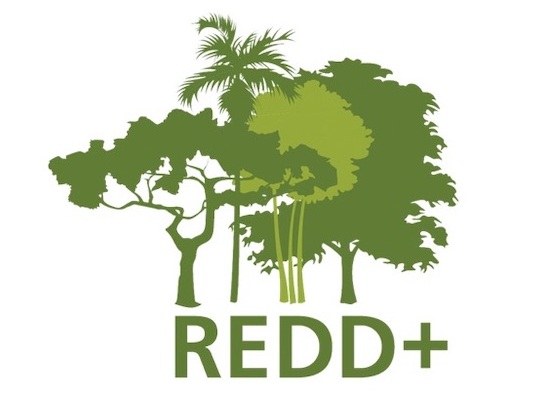 Organismo internacional apoya a Cuba en iniciativa de protección forestal
