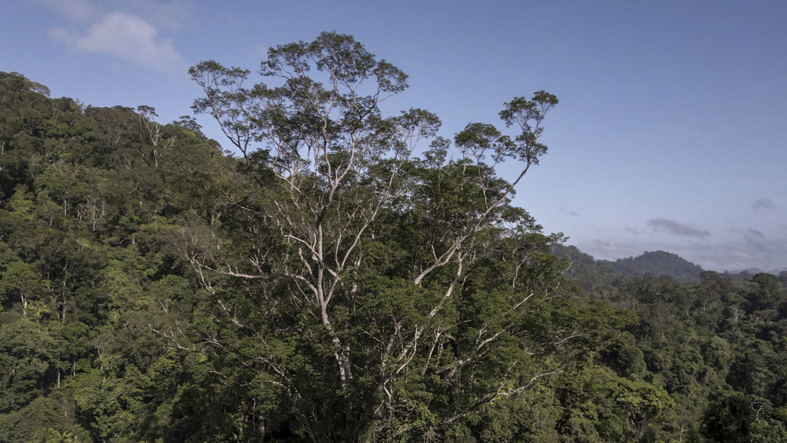 Highest tree in the Amazon has been found (+ Video)