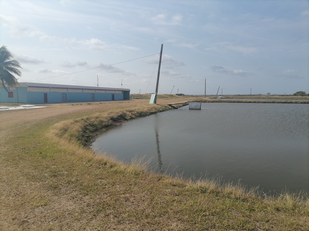 L'aquaculture de Camagüey fait face aux défis de la production pour l'année en cours