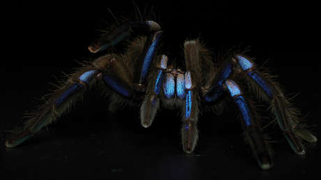 New species of electric blue tarantula discovered (+ Photos)