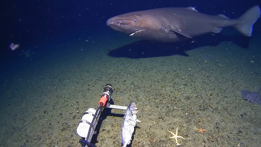 Hallazgo histórico en la Antártida: aparece especie que la ciencia creía imposible (+ Video)