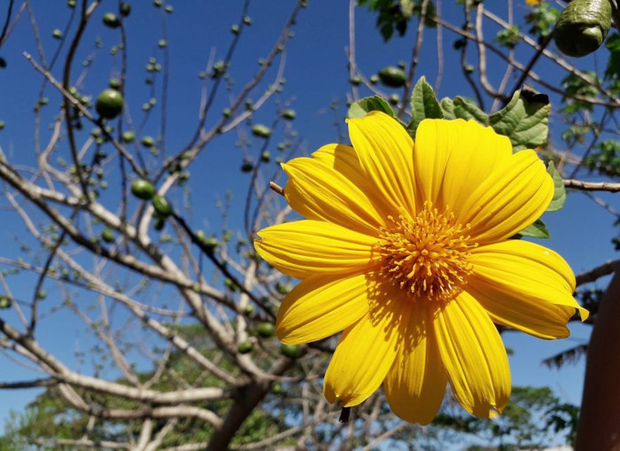Le Jardin Botanique de Camagüey invite au don de plantes (+ Photos)