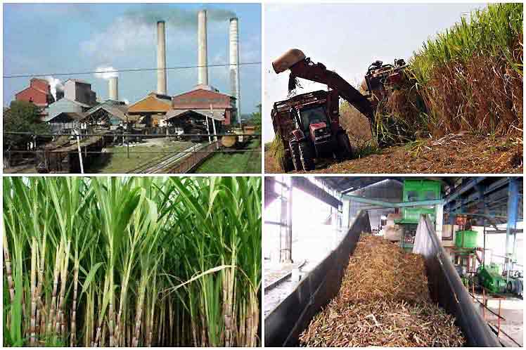 Cuba presents international alliance for resilient sugarcane agroindustry